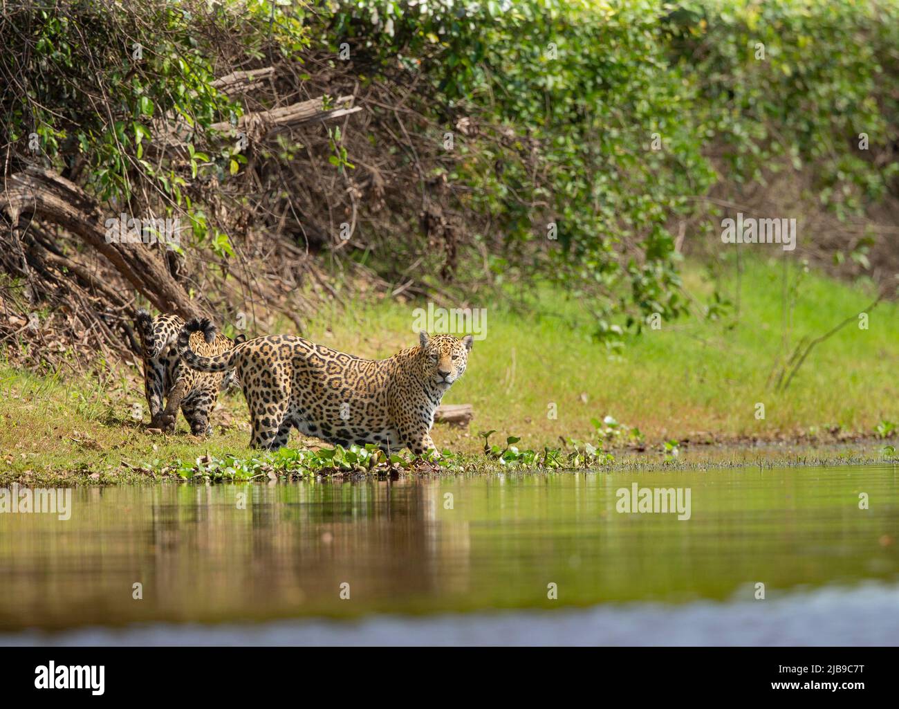 Jaguar (Panthera onca) crossing a river Stock Photo