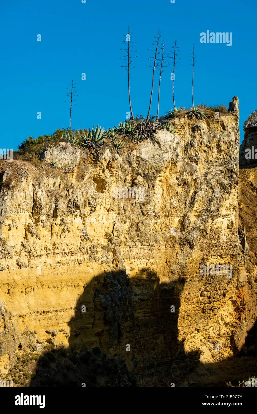 agave and golden cliff at Dona Ana beach at Lagos, Algarve, Portugal