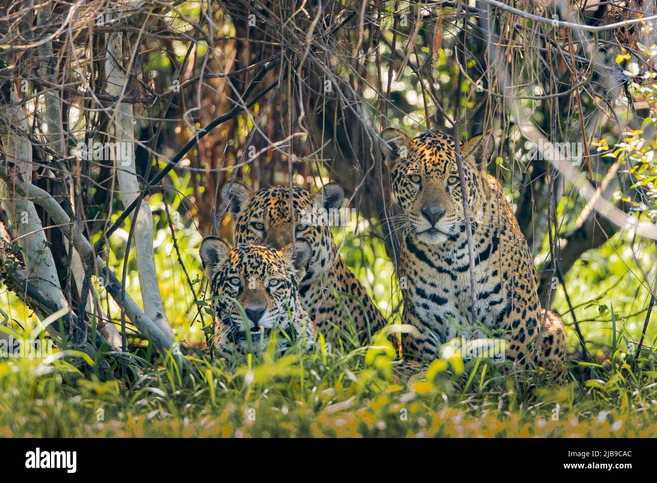 Jaguar (Panthera onca) family resting in bushes looking at camera Stock Photo
