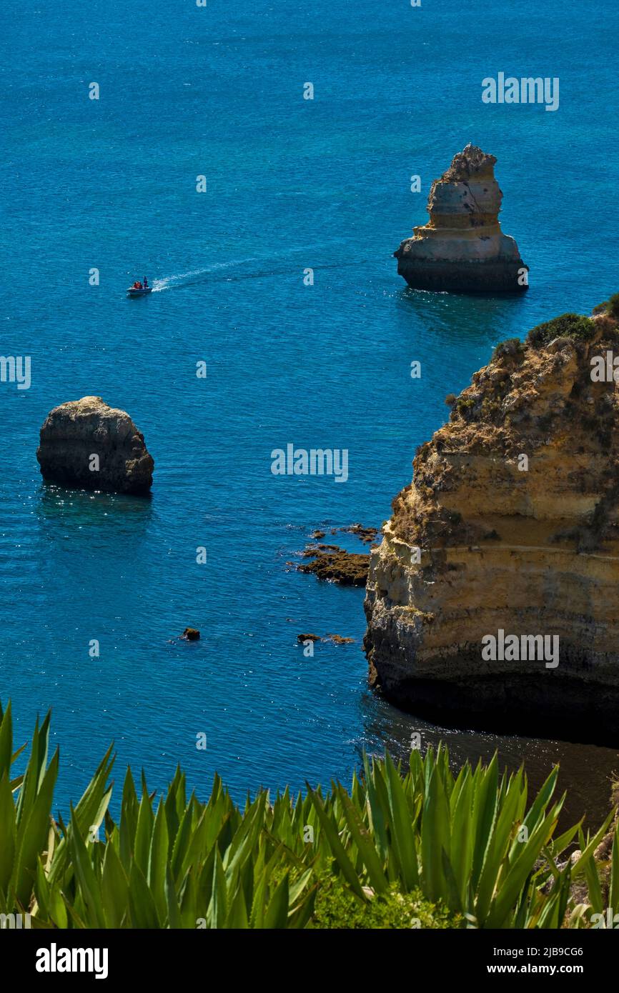 agave and golden cliff at Dona Ana beach at Lagos, Algarve, Portugal