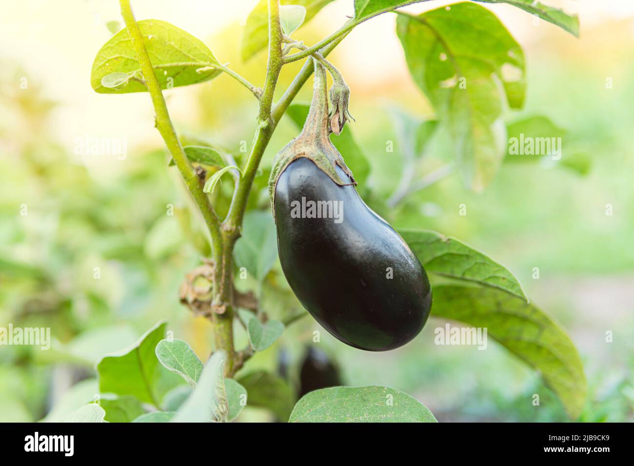 Scarlet Eggplant Fruiting Plant Genus Solanum Stock Photo 1009133449