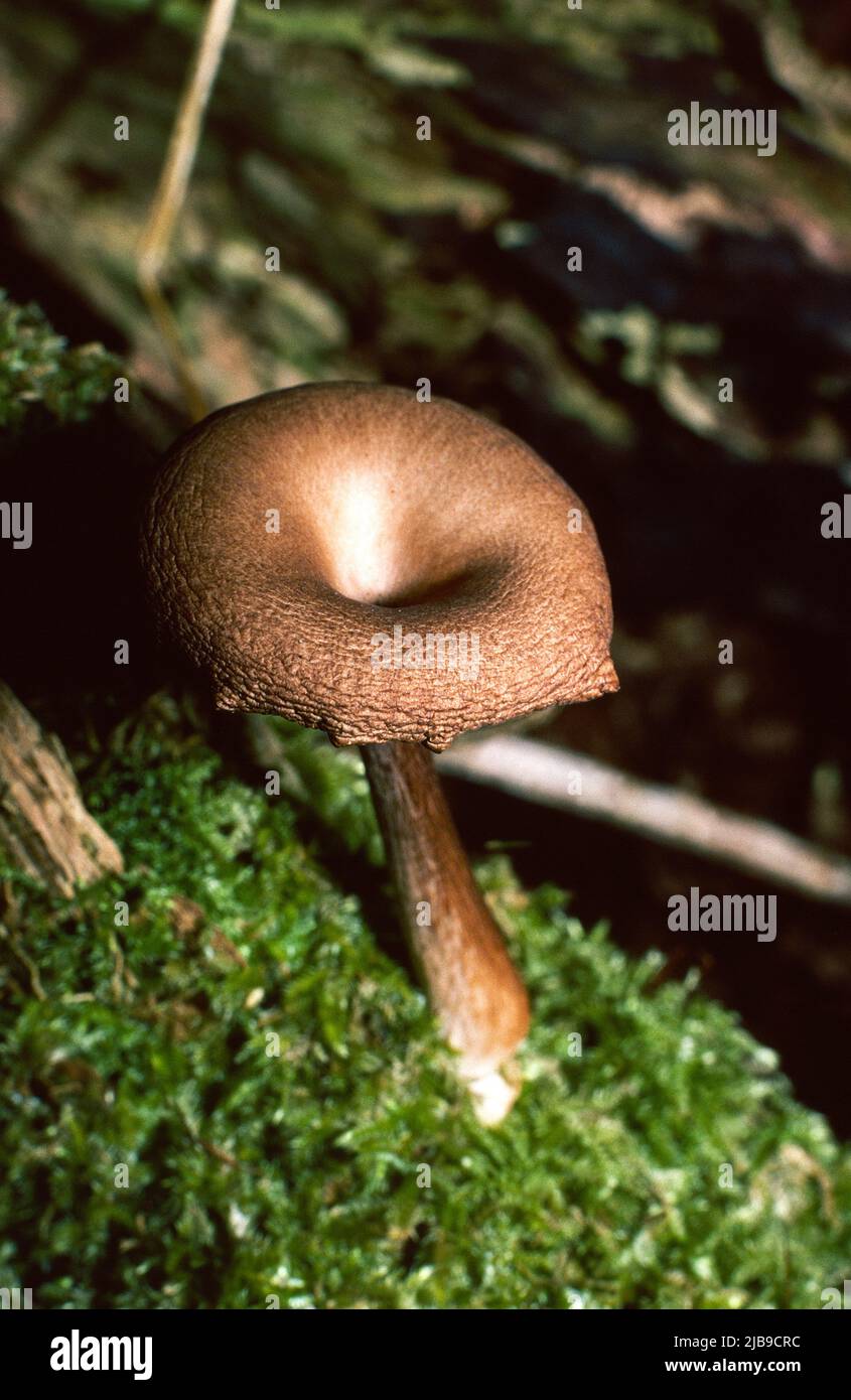 Clitocybe flaccida - Tawny funnel cap also known as Lepista inversa Stock Photo