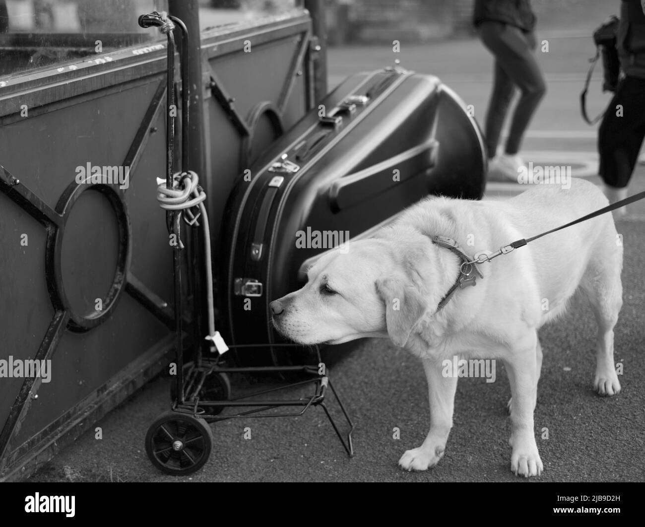 Yellow Labrador looking walking past Tuba instrument case Stock Photo