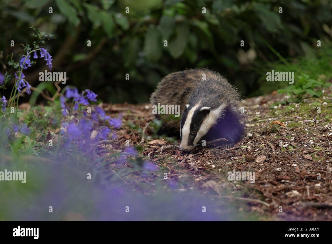 The European badger is a badger species in the family Mustelidae native ...