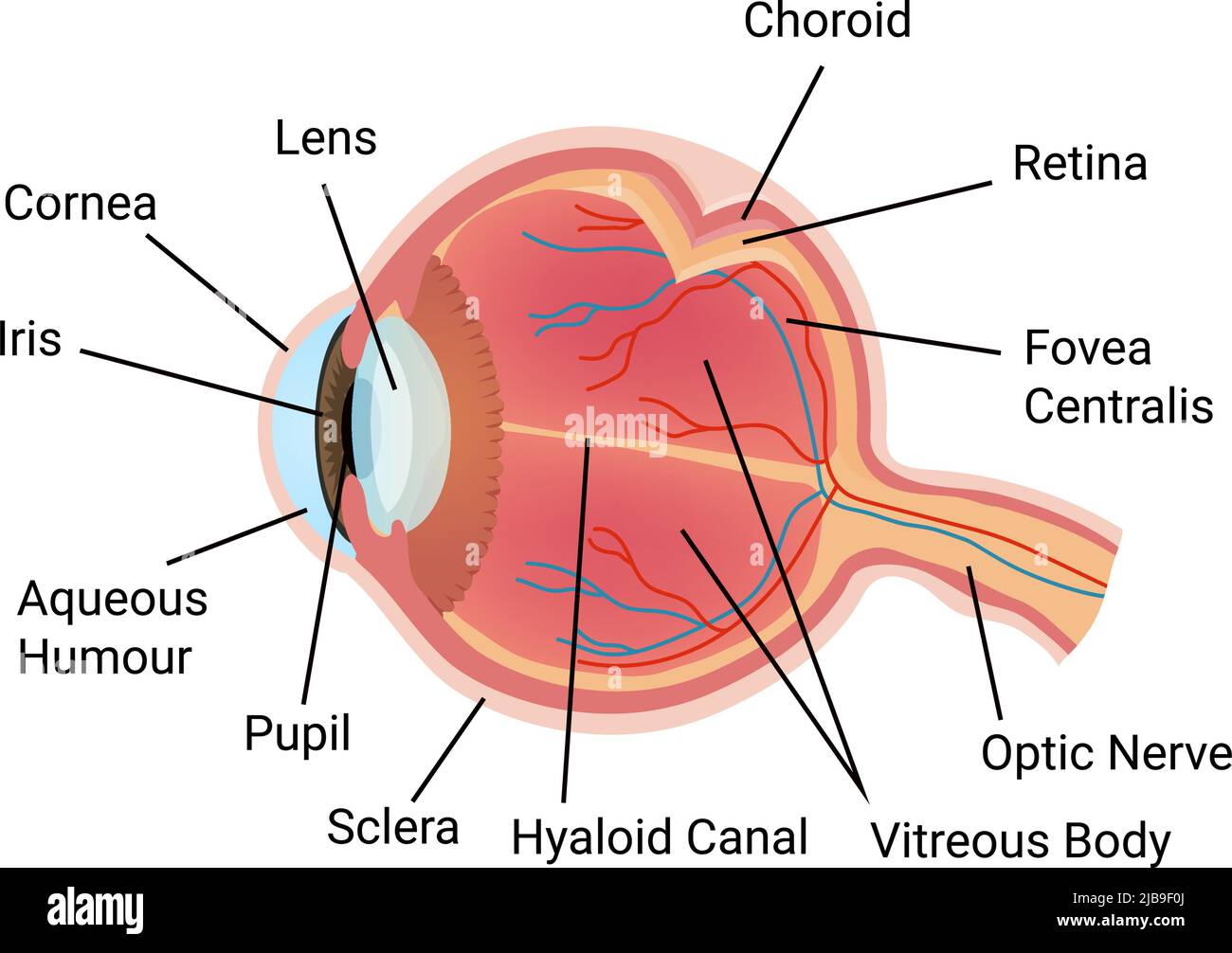 Ophthalmic eye care test composition with isolated image of anatomic ...