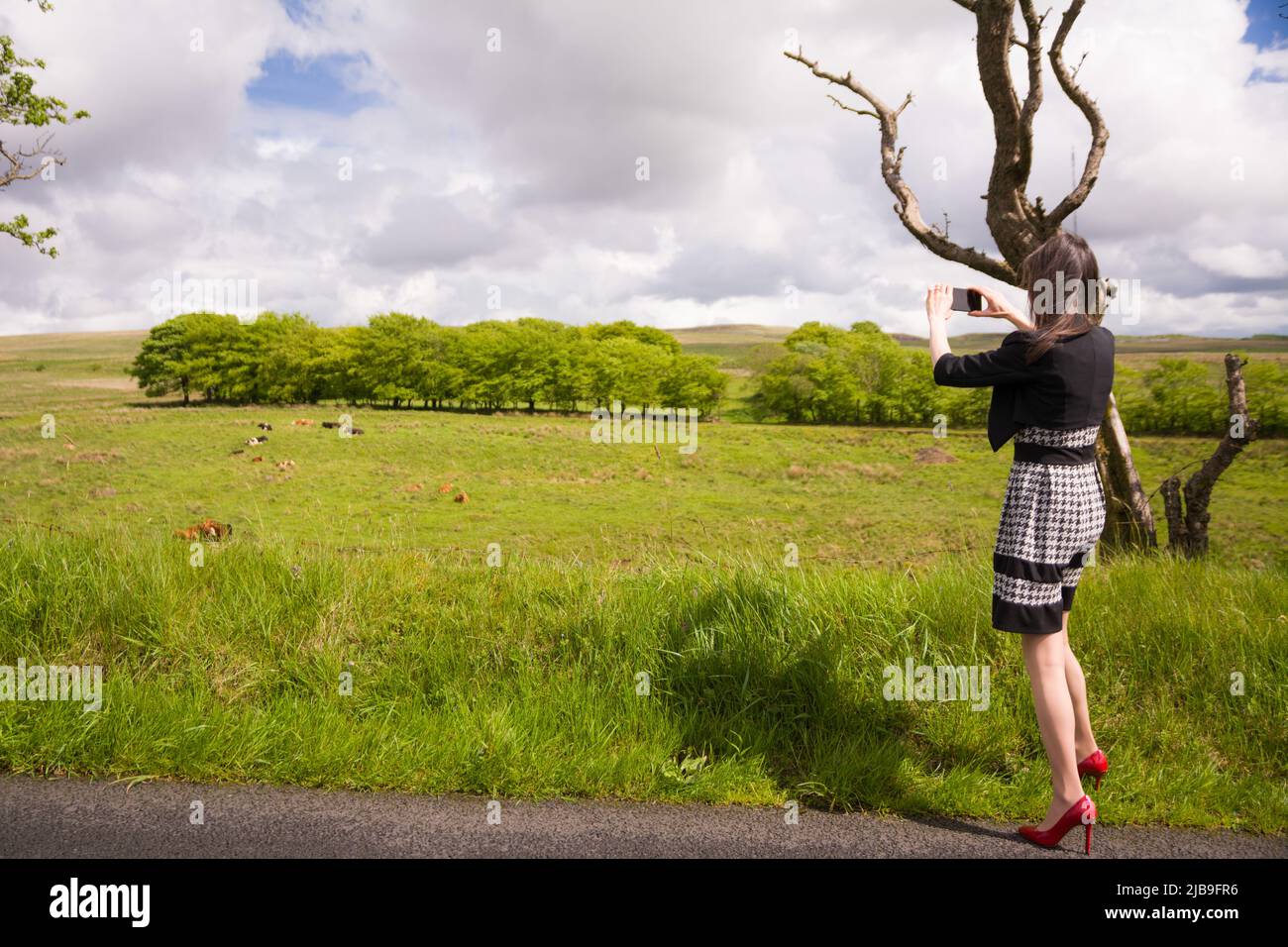 Belfast, United Kingdom - May 20, 2022: Elegant woman photographing the green landscape with ole cows grazing, Belfast Stock Photo