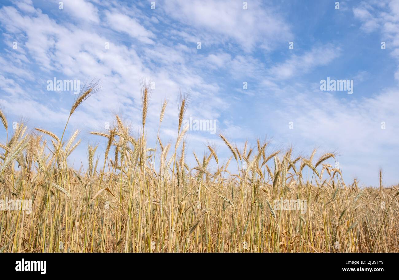 Golden wheat field ready for harvesting. Rural grain field farmland against cloud sky Stock Photo