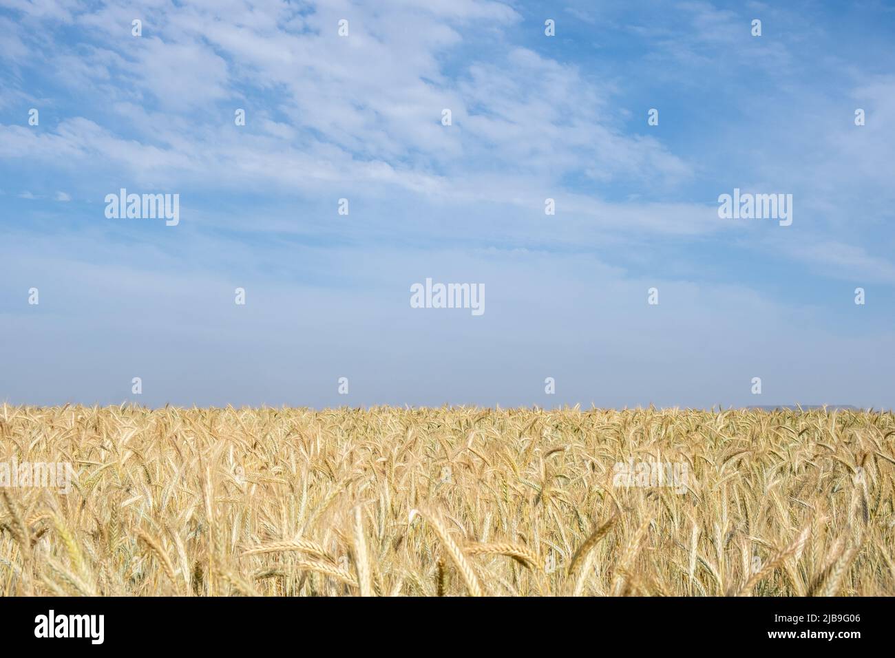 Golden wheat field ready for harvesting. Rural grain field farmland against cloud sky Stock Photo