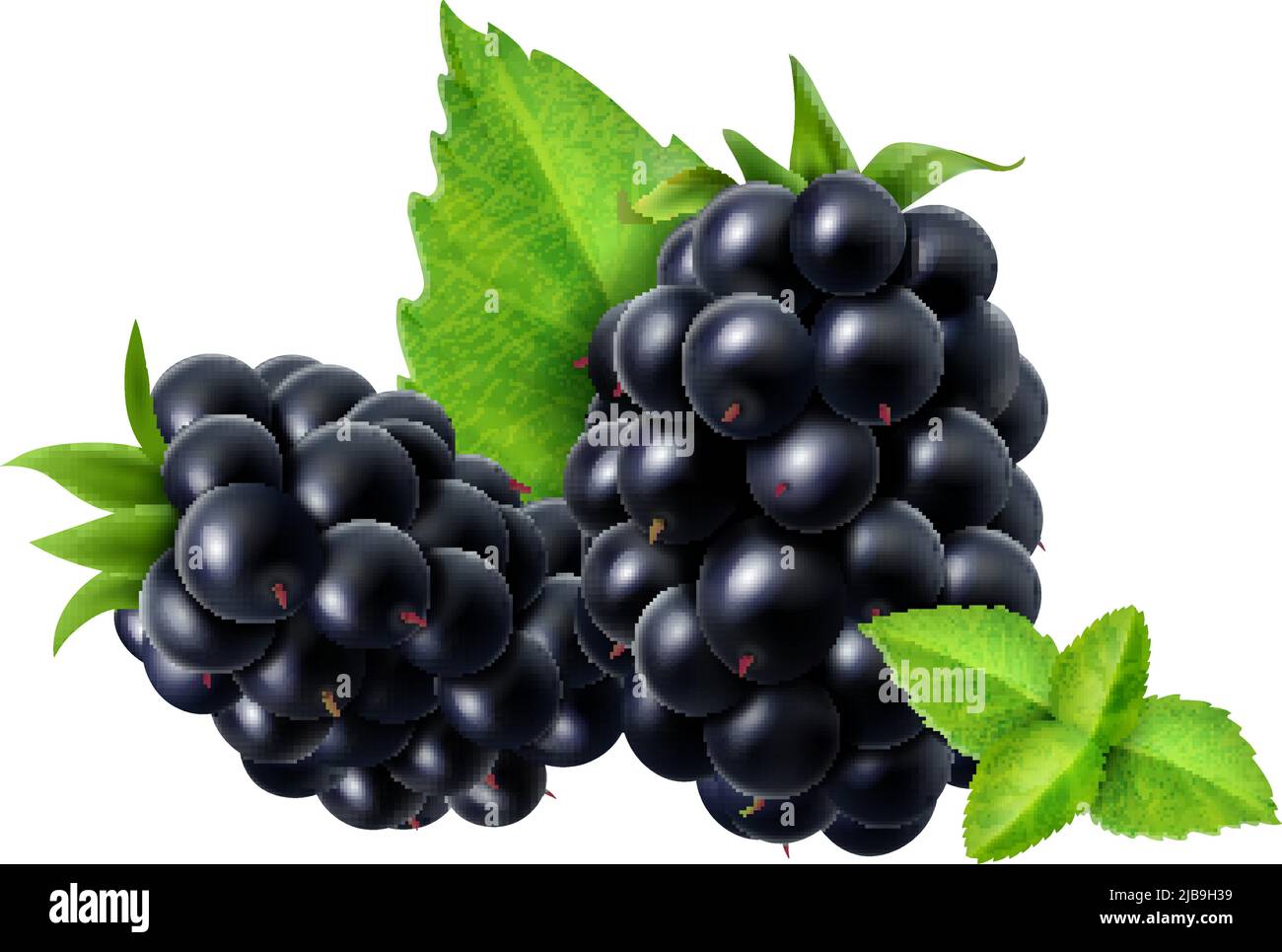 Realistic berries composition with isolated image of blackberry with