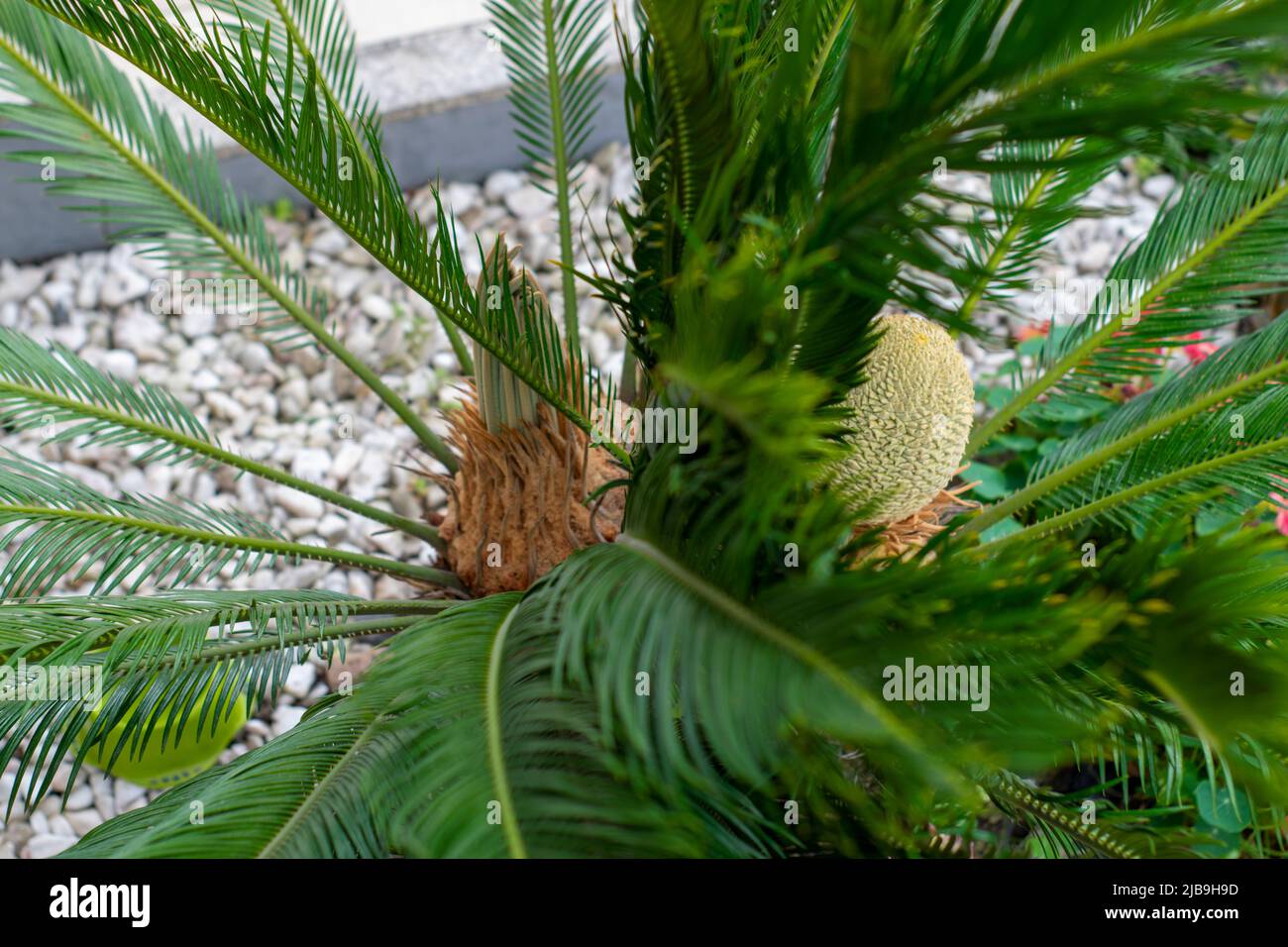 Cycas Revoluta palm with two heads. Garden big plants. Stock Photo
