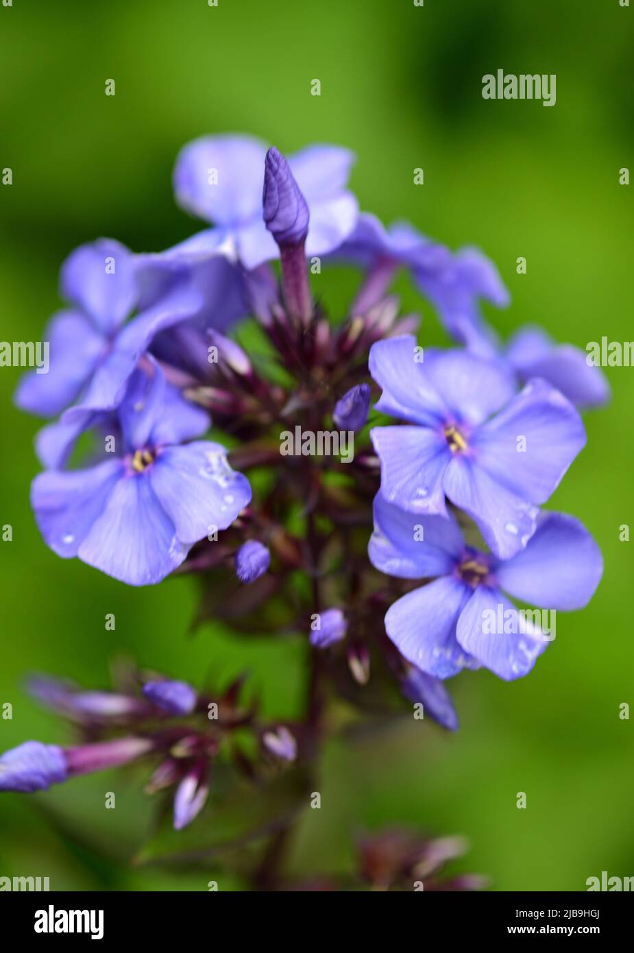 Blue/purple phlox with a green foliage background. Stock Photo