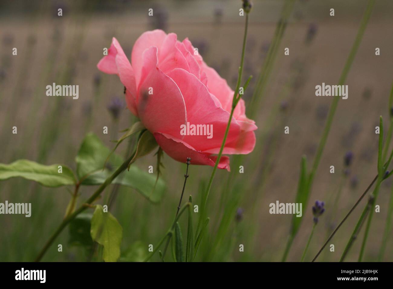 Beautiful image of salmon color Rose. Rose bush. Rose plant. Spring. Summer Stock Photo