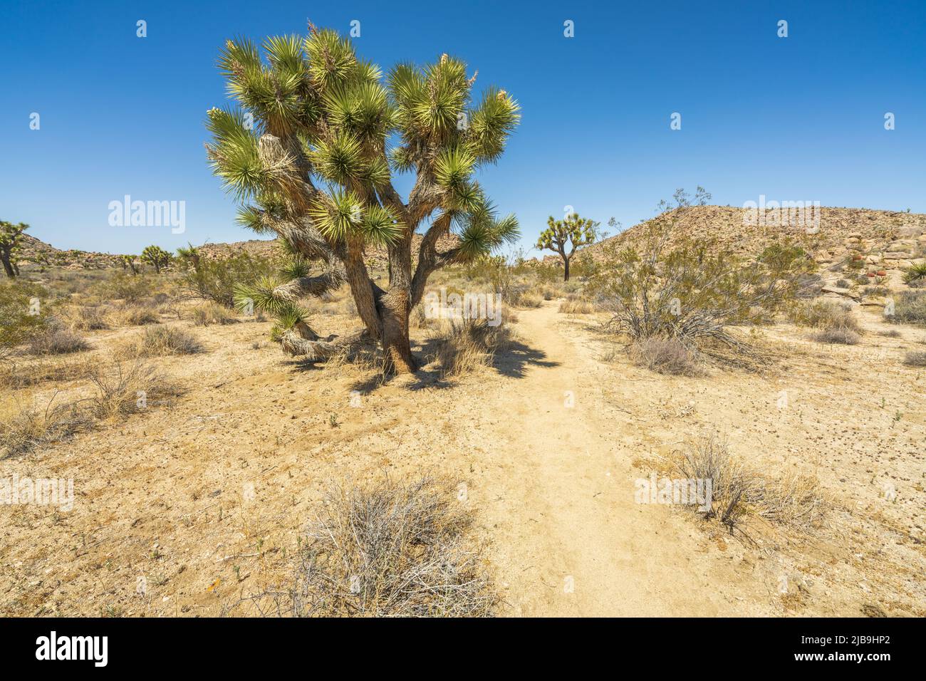 hiking the maze loop in joshua tree national park in california, usa