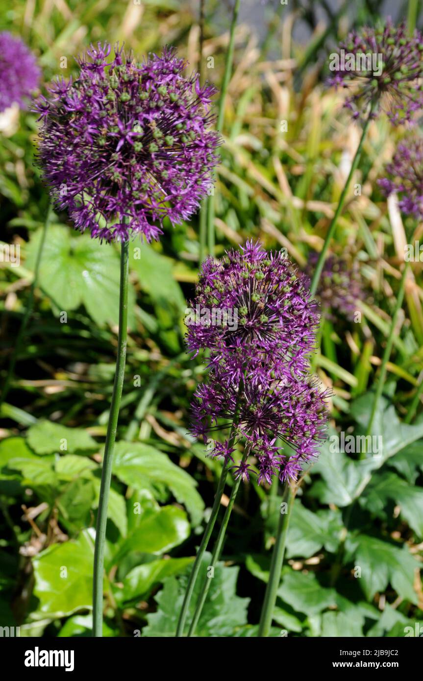 Kastrup/Copenhagen/Denmark/04June 2022/ Tall purple Allium Azureum glditter flowers for streetd ecoration in Kstrup. (Photo..Francis Dean/Deanpiictures) Stock Photo