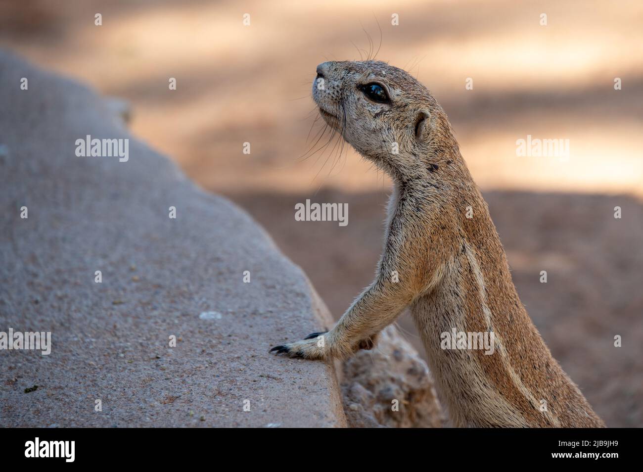 The African ground squirrels (genus Xerus) staying on dry stones of Kalahari desert and feeding