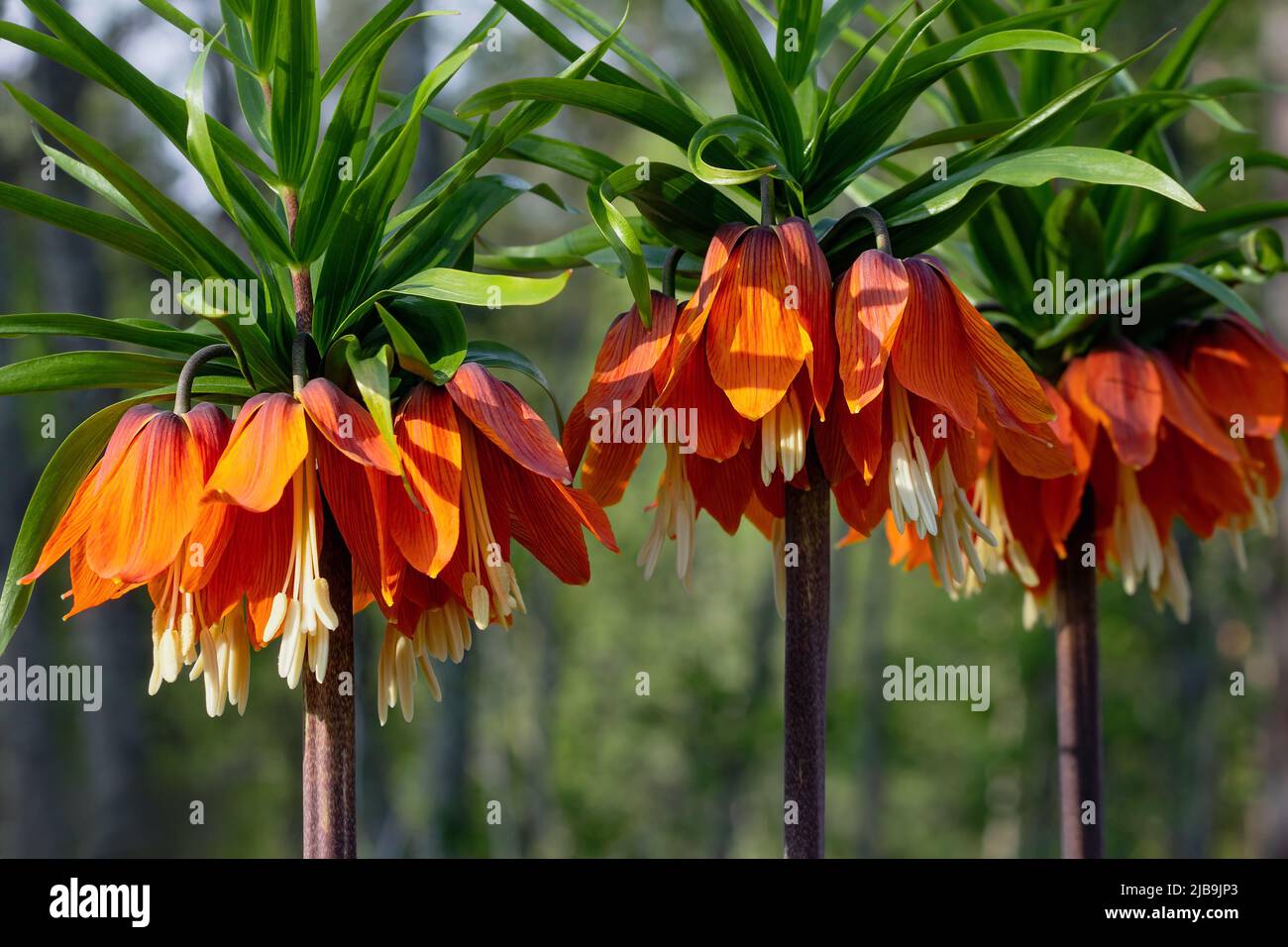 Crown Imperials flowers, Kaiser's Crown, Fritillaria imperialis in the garden Stock Photo