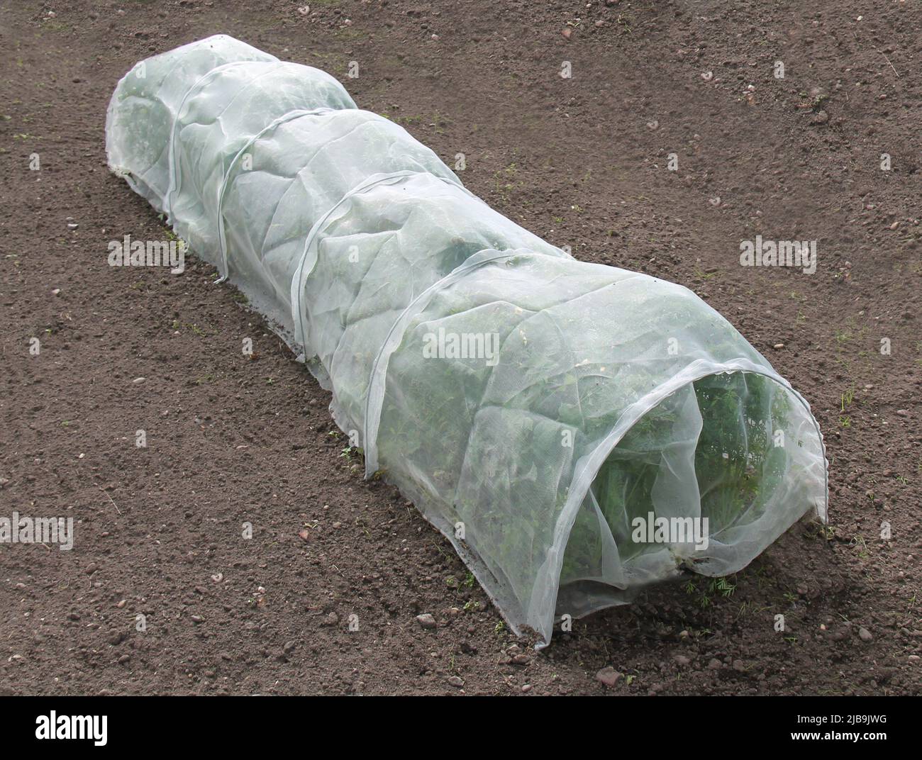 A Crop of Carrot Plants Covered by Horticultural Fleece. Stock Photo
