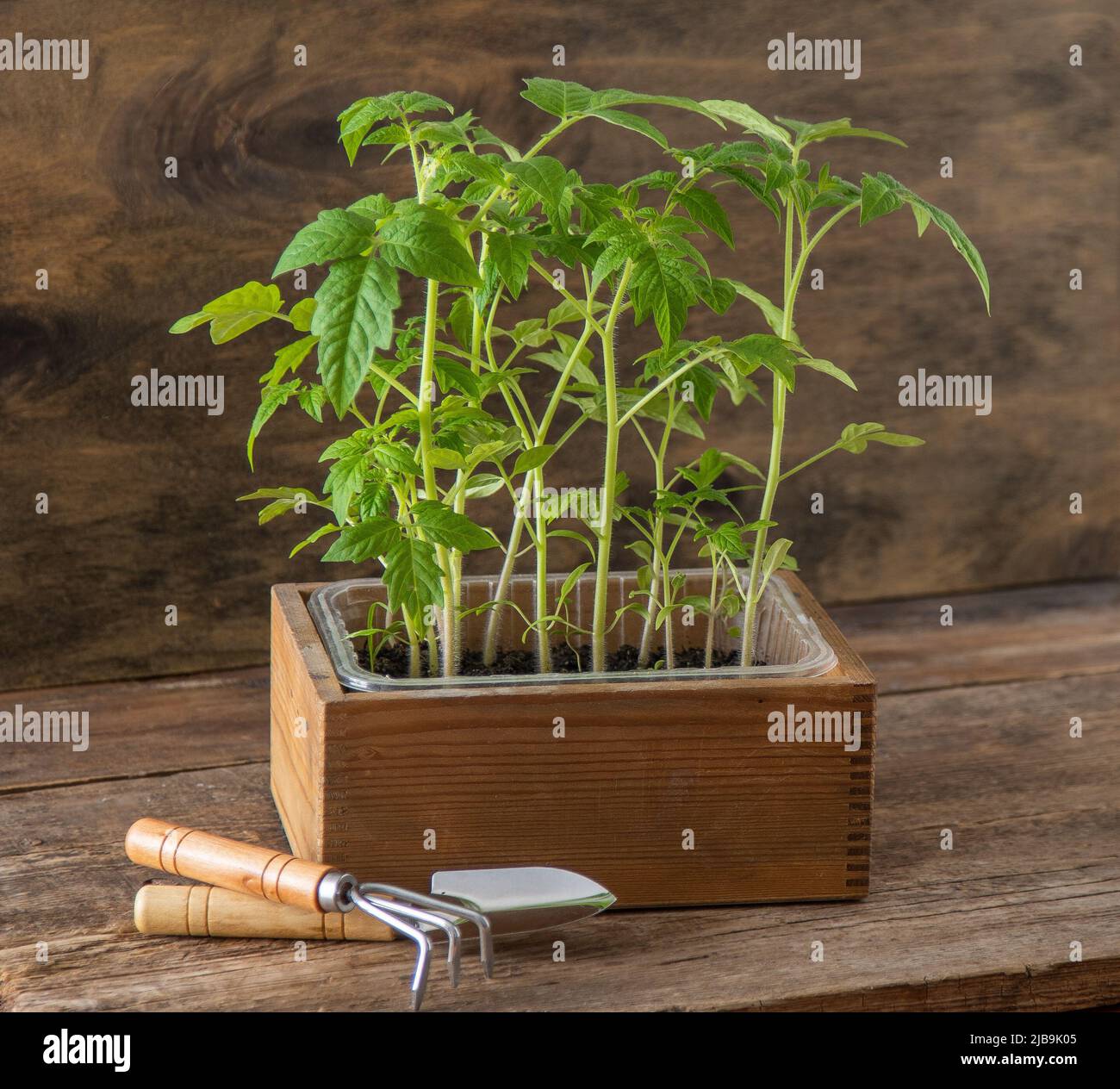 Seedling of tomatoes. Spring gardening. Bush of tomato. Grow vegetables at home. Propagation and planting a vegetable garden. Plant in a box. Wooden background. Stock Photo
