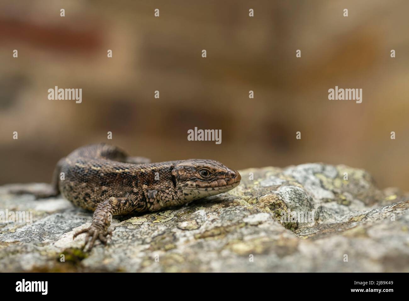Common lizard, Zootoka vivipera , basking on an early summer morning Stock Photo