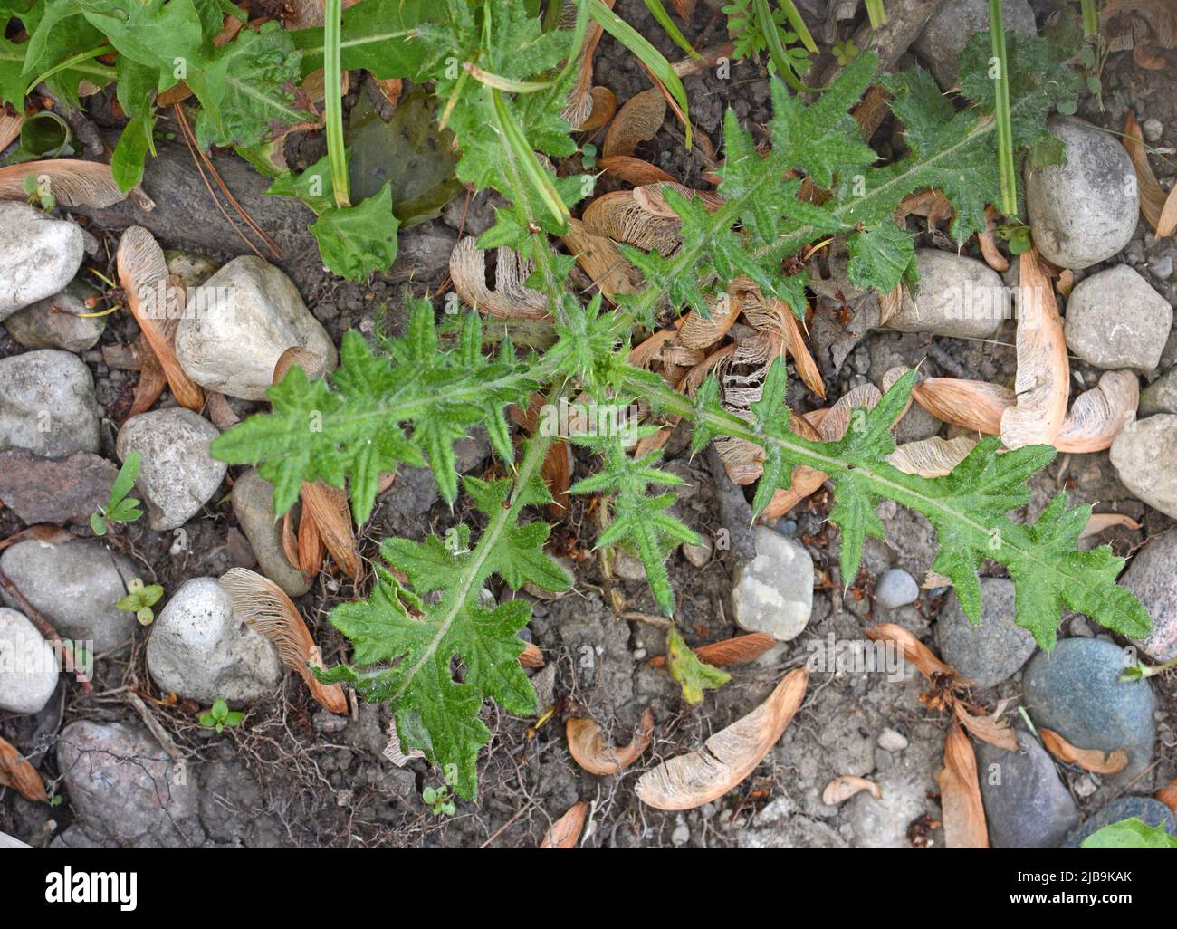 Invasive lawn weed hi-res stock photography and images - Alamy