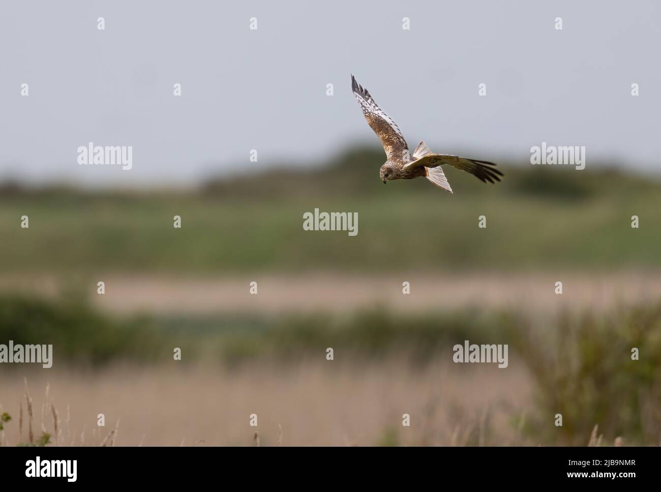 Marsh Harrier (Circus aeruginosus) Flying Low over a Reedbed Stock Photo