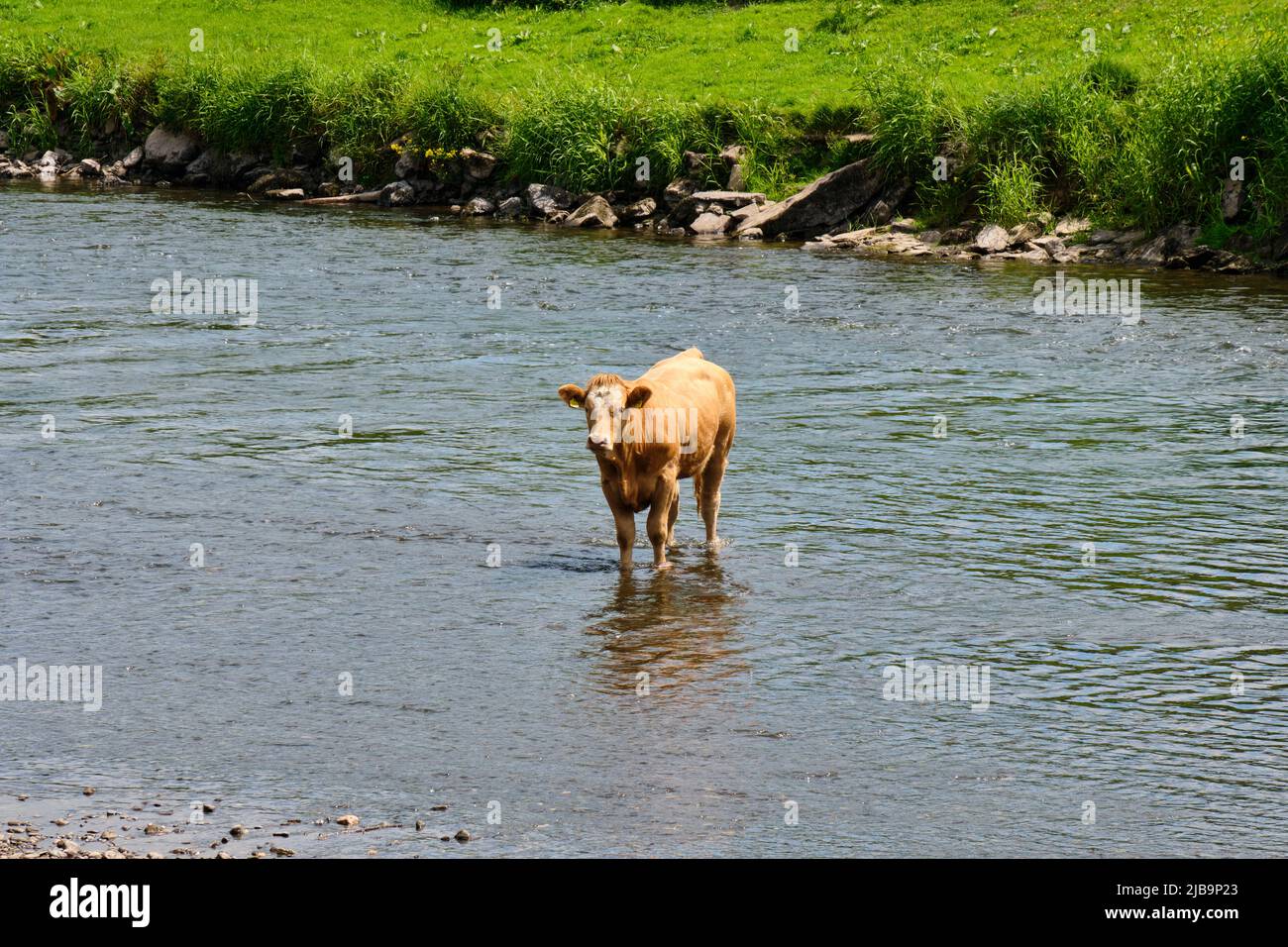 Cow in the River Wye near Mordiford Bridge, Mordiford, Herefordshire Stock Photo