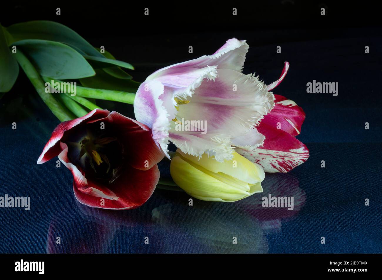 A bouquet of tulips on a glass table with a reflection. Bright flowers on a black background Stock Photo