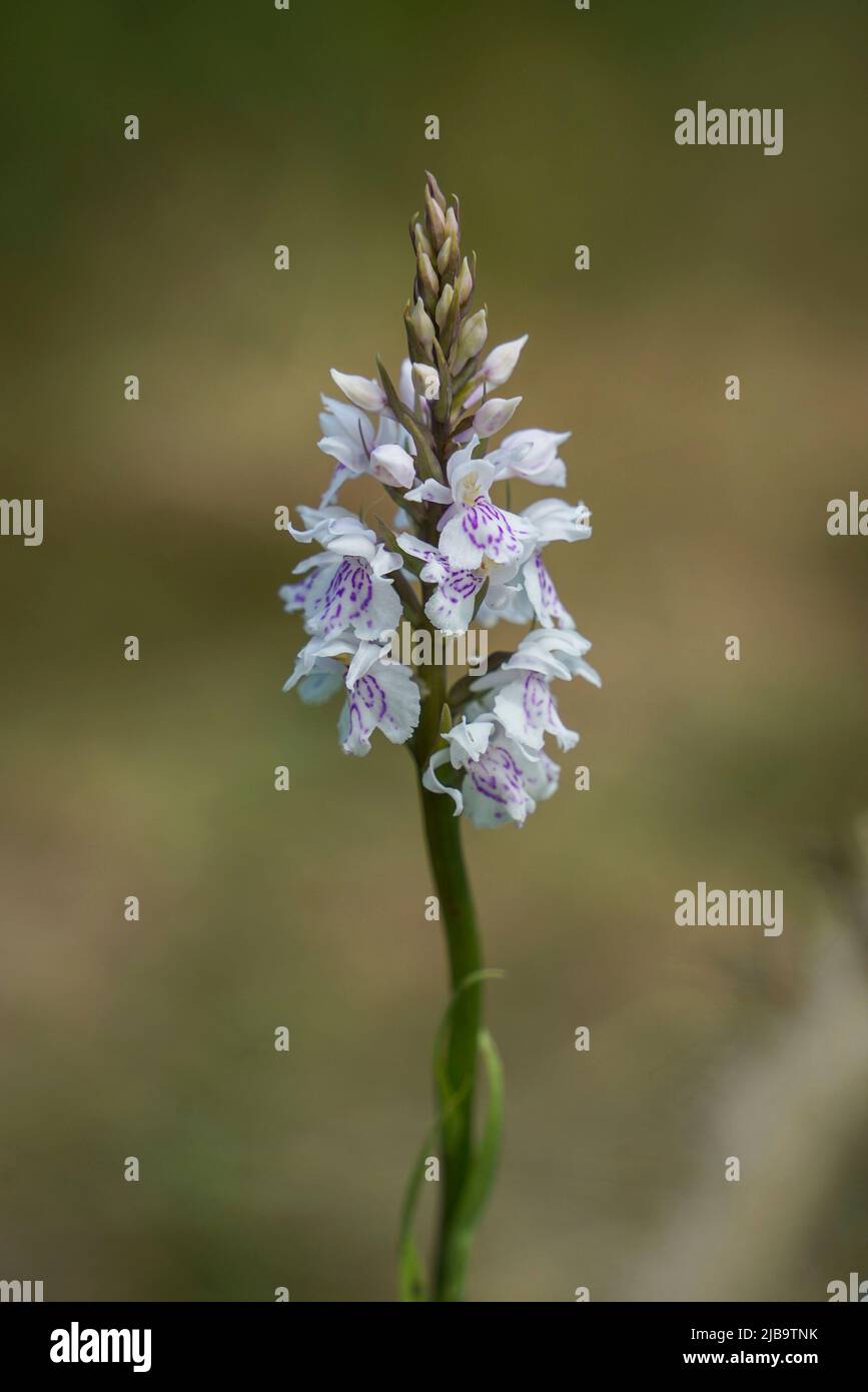 Heath Spotted Orchid, Dactylorhiza maculata, flowerering in a field, Limburg, Netherlands. Stock Photo