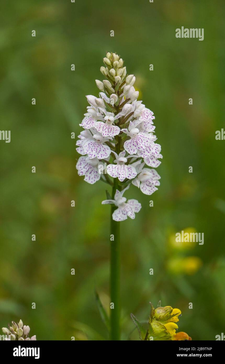 Heath Spotted Orchid, Dactylorhiza maculata, flowerering in a field, Limburg, Netherlands. Stock Photo