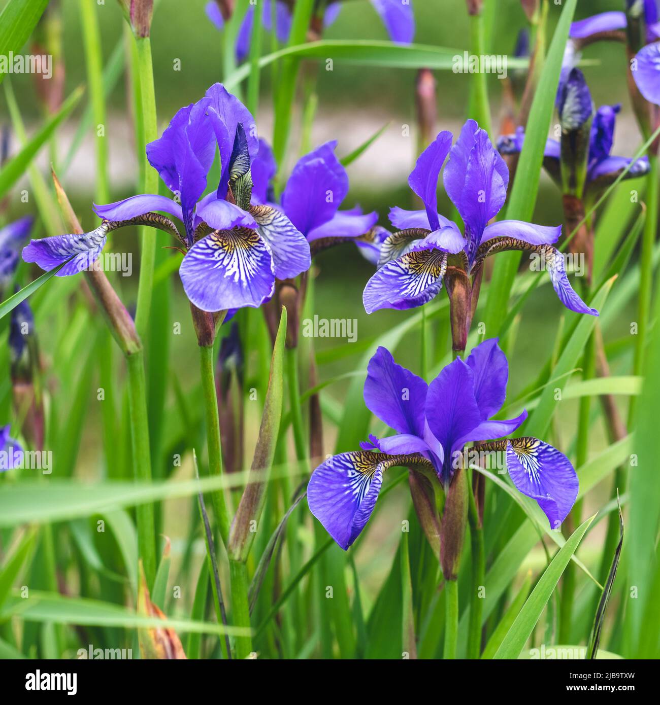 Mini blue Irises on a green grass natural background. Summer mood. Beautiful purple flowers of iris close-up in the meadow Stock Photo