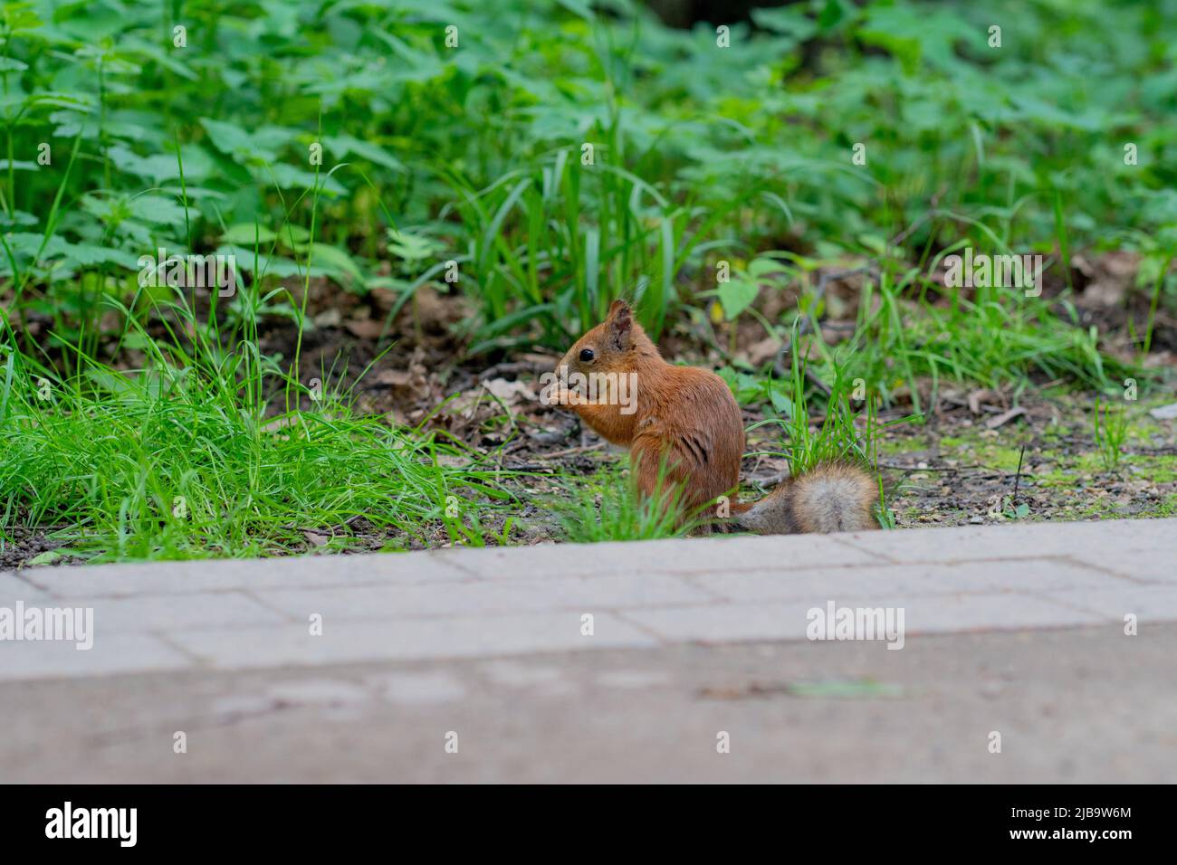 Squirrel forest mammal nature wild animal cute natural wildlife brown, from rodent autumn in curious for creature small, grass closeup. Look fall Stock Photo