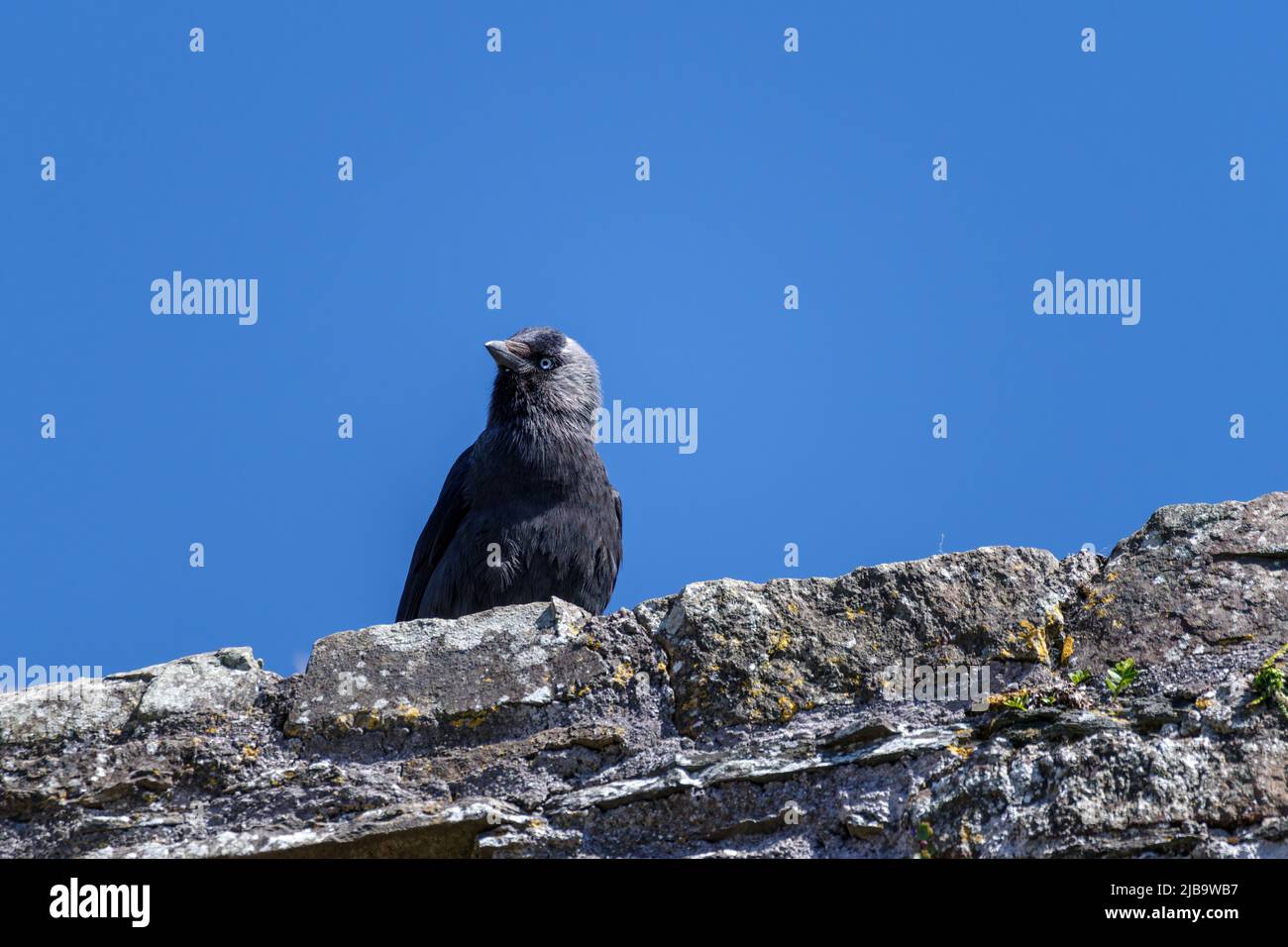 single western jackdaw (Coloeus monedula) sitting on the wall of an old ruin in Ireland agains blue sky Stock Photo