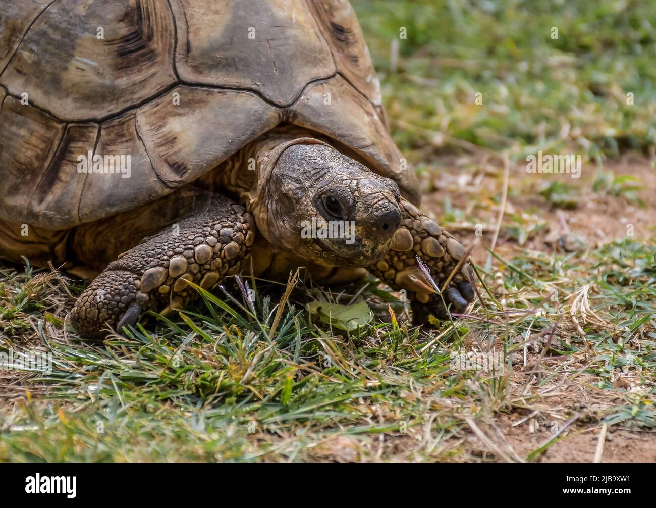 Leopard tortoise with hard shell in africa Stock Photo