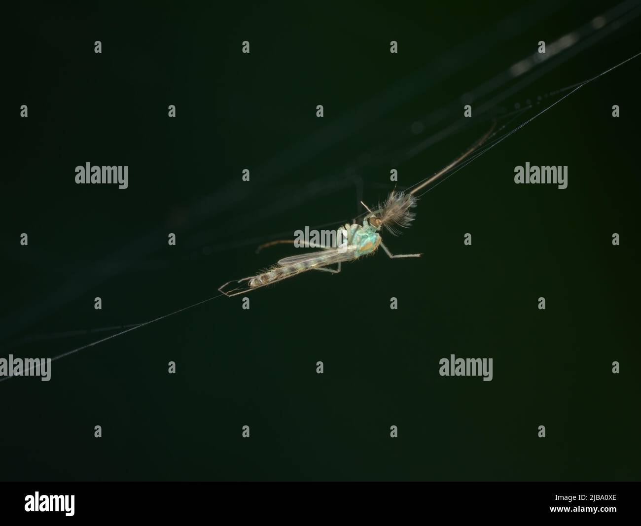 Webbed Up Insect small insect traped on the spider web Stock Photo - Alamy