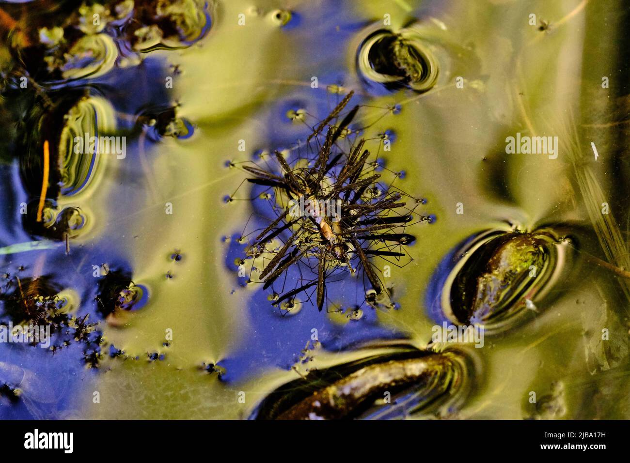 06 May 2022, Lower Saxony, Brunswick: Water striders (Gerris lacustris) suck out a drowned earwig on the surface of a garden pond. Photo: Stefan Jaitner/dpa Stock Photo