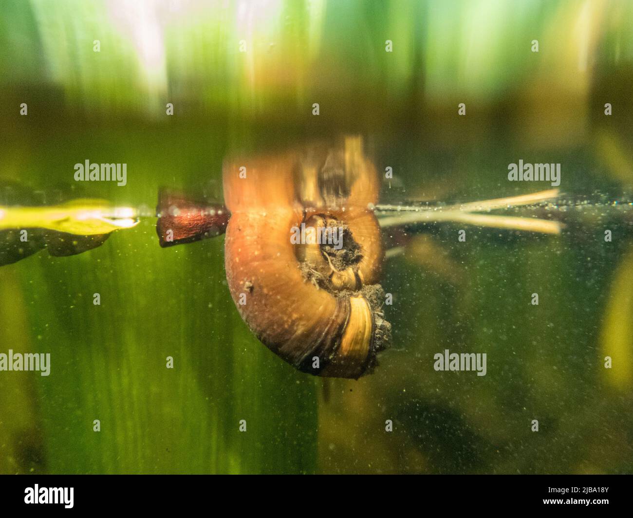 14 May 2022, Lower Saxony, Brunswick The empty shell of a ramshorn