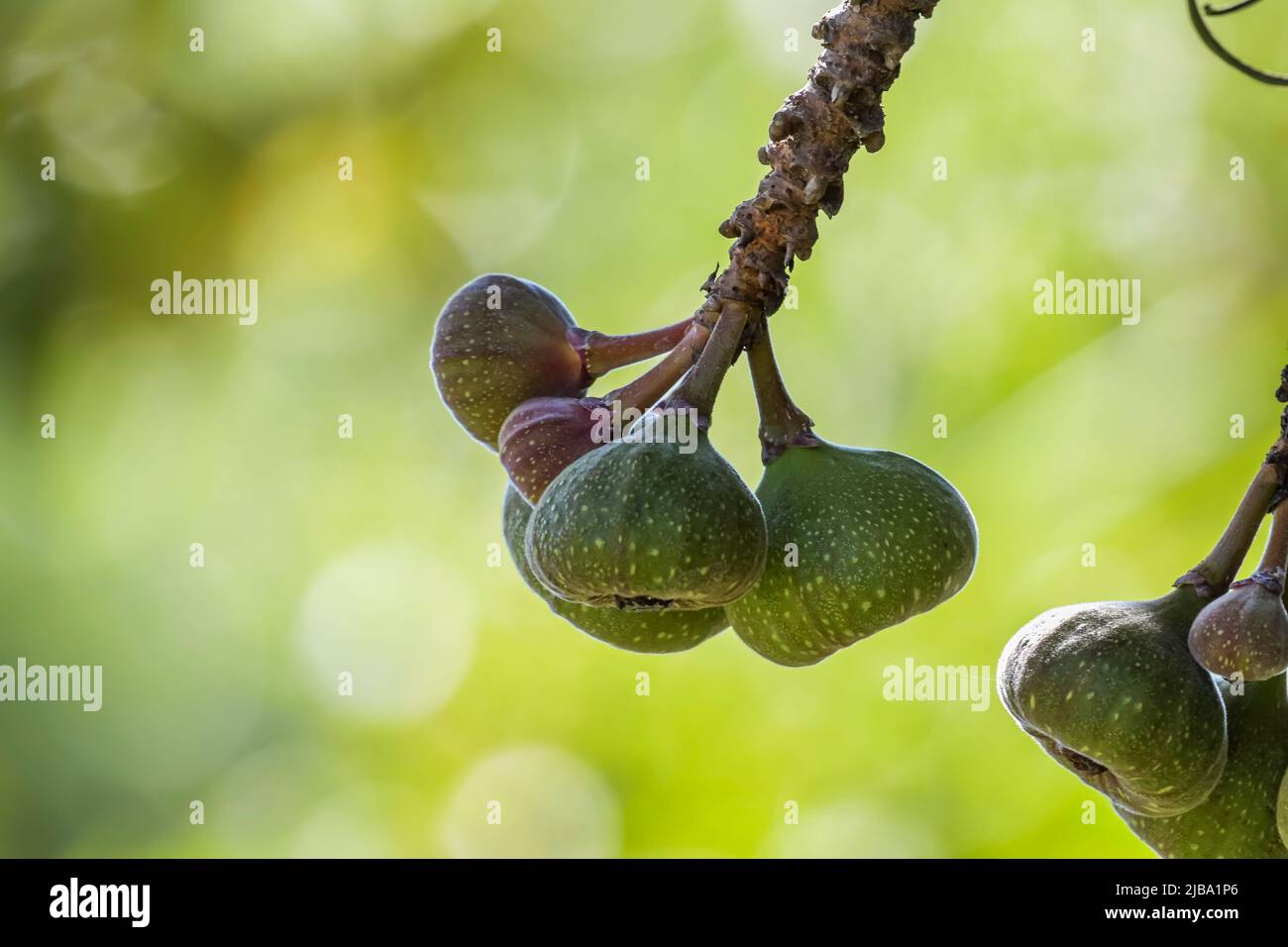 Elephant ear fig organic fruits on a fig tree in Kerala Stock Photo