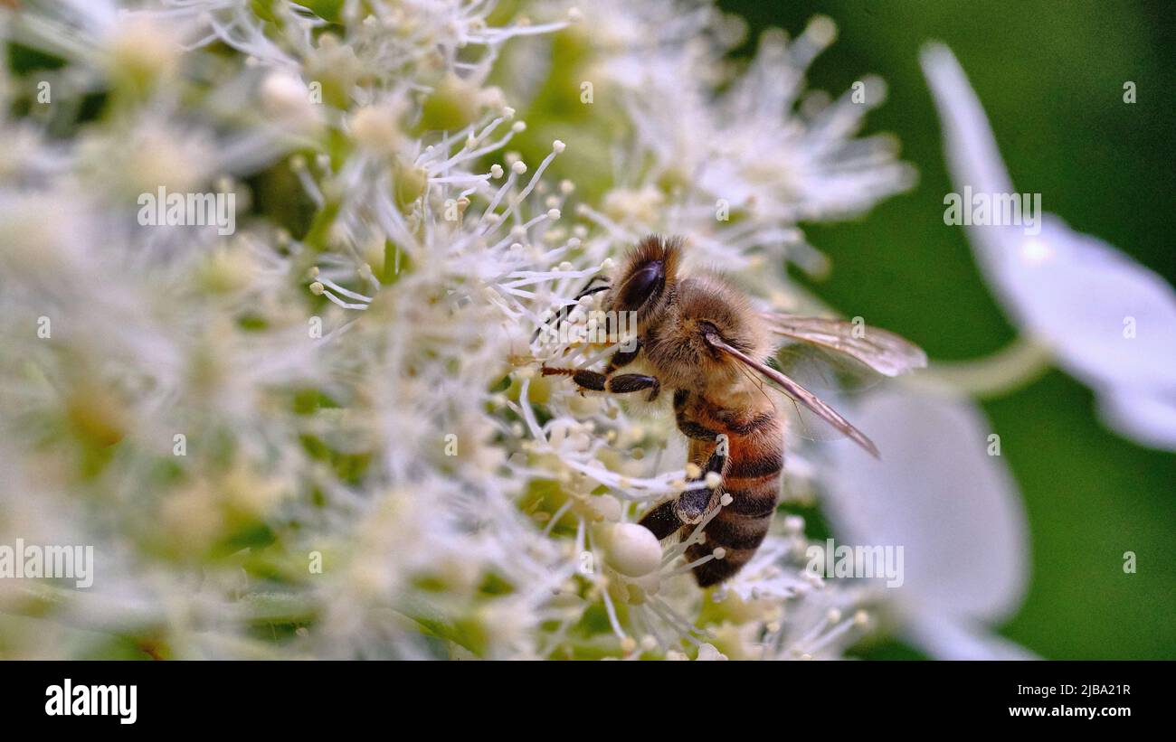 Brunswick, Germany. 04th June, 2022. A honey bee (Apis mellifera