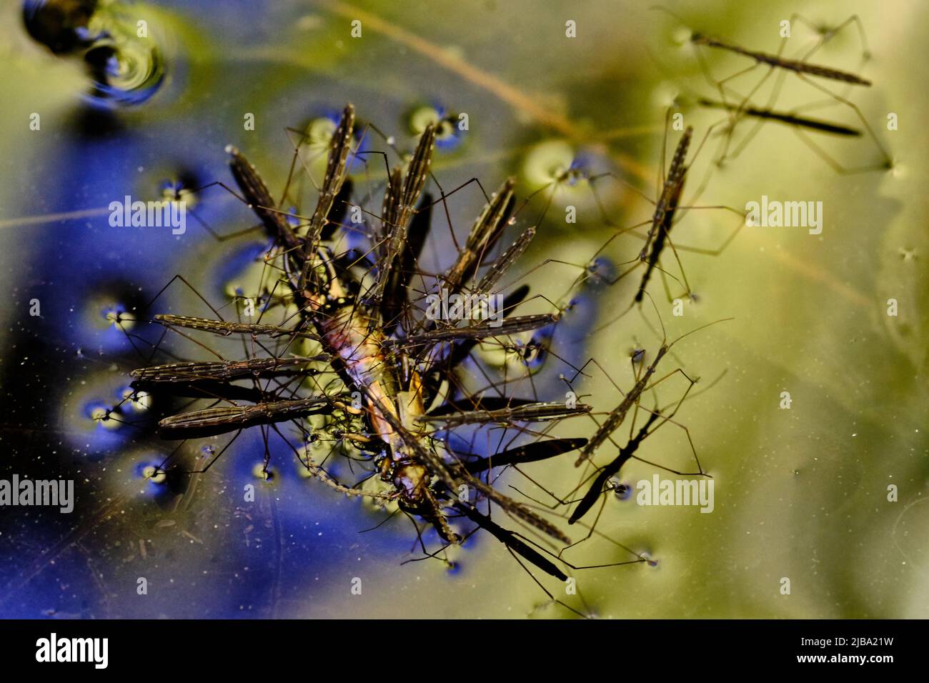 Brunswick, Germany. 06th May, 2022. Water striders (Gerris lacustris) suck out a drowned earwig on the surface of a garden pond. Credit: Stefan Jaitner/dpa/Alamy Live News Stock Photo