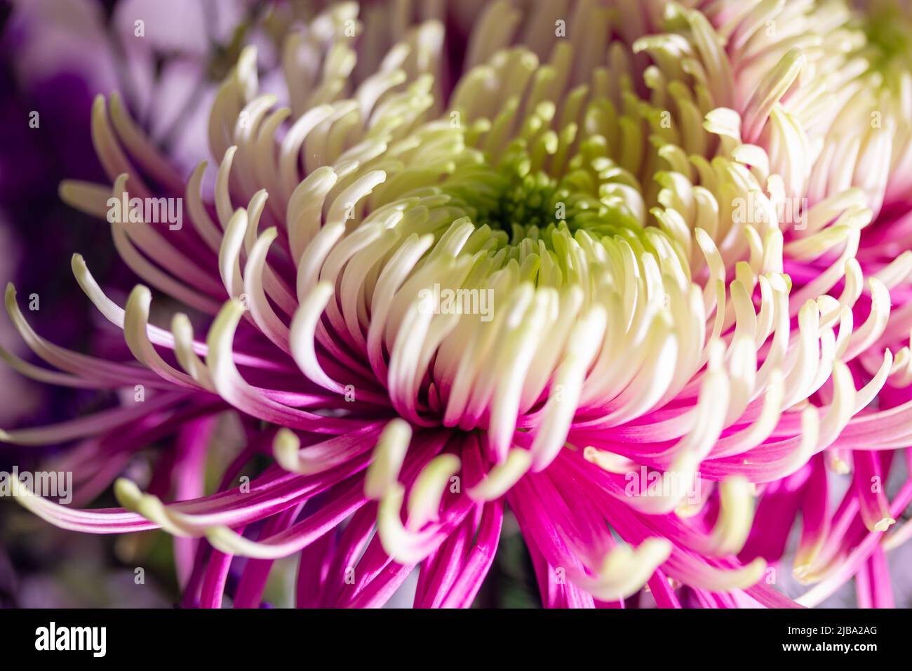 Large bud of beautiful chrysanthemum Rosanna Charlotte with pink and green petals macro photo. Duo toned chrysanthemum flower big blooms, collectively Stock Photo