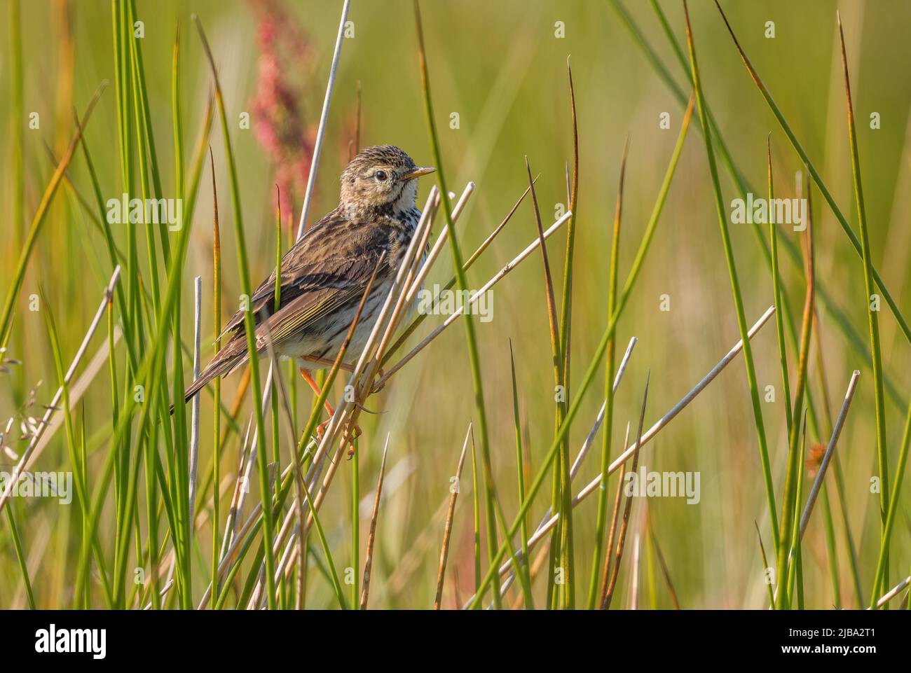 Meadow Pipit - Anthus pratensis, small brown perching bird from European meadows and grasslands, Runde island, Norway. Stock Photo