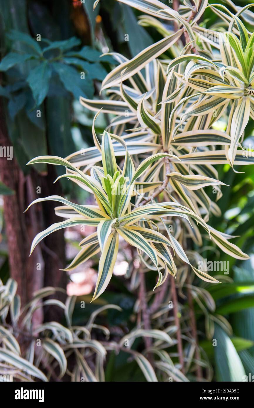 dracaena plant in a garden in Rio de Janeiro, Brazil. Stock Photo
