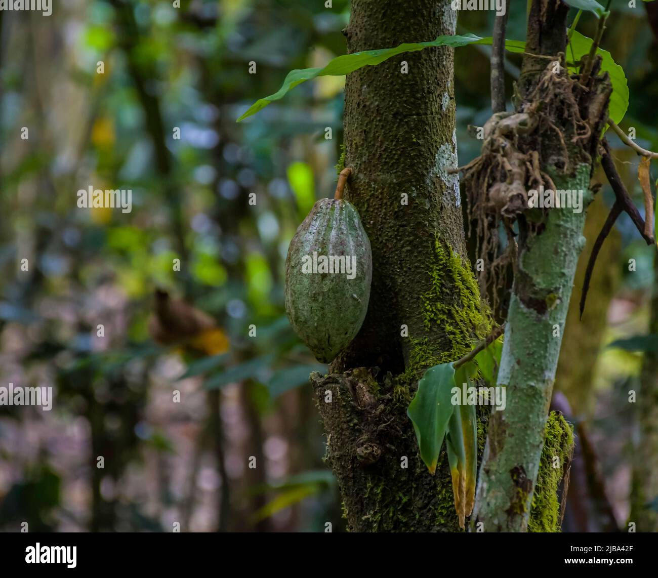 Cocoa fruit hanging from cacao plant or chocolate plant in Kerala India
