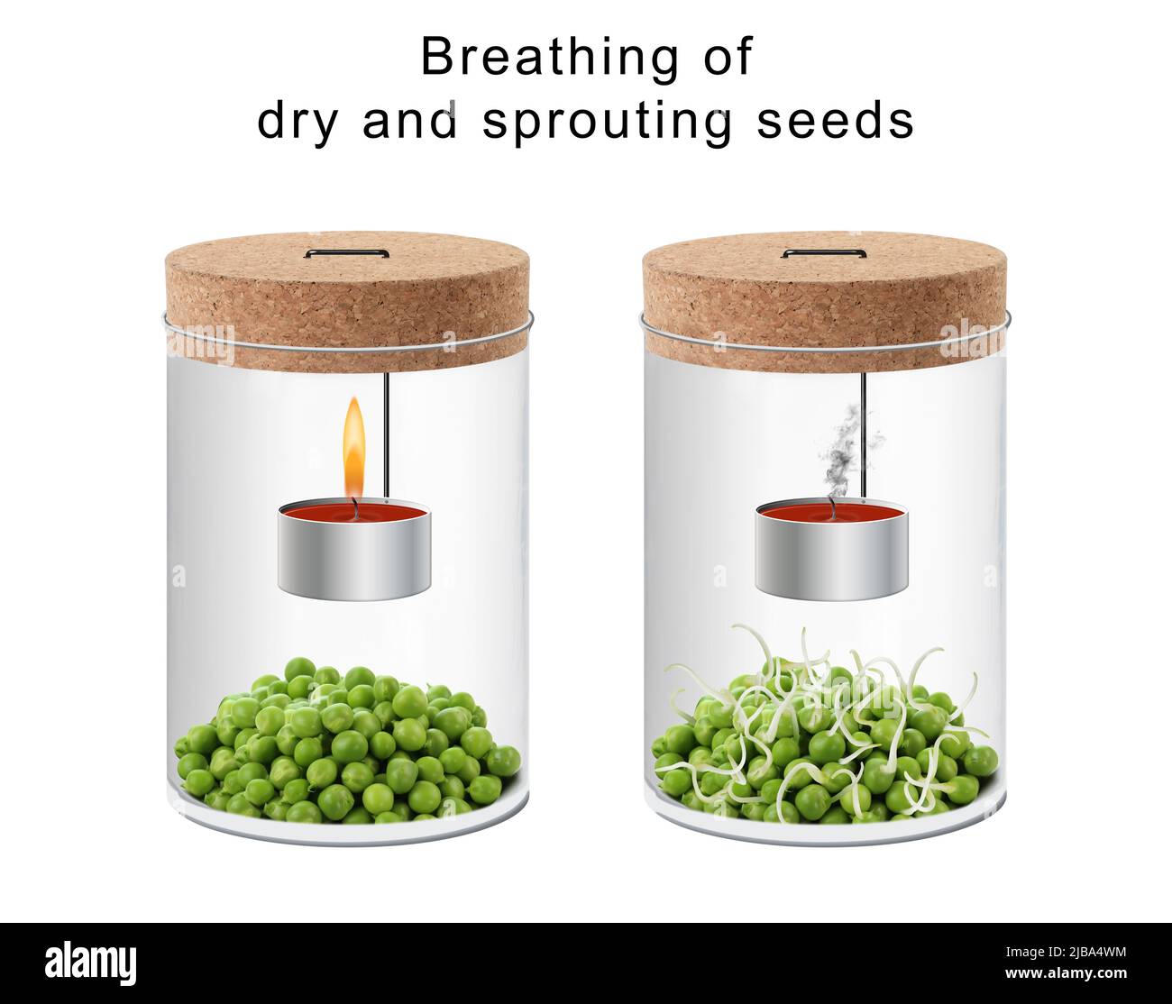 Breathing of dry and sprouting seeds Stock Photo