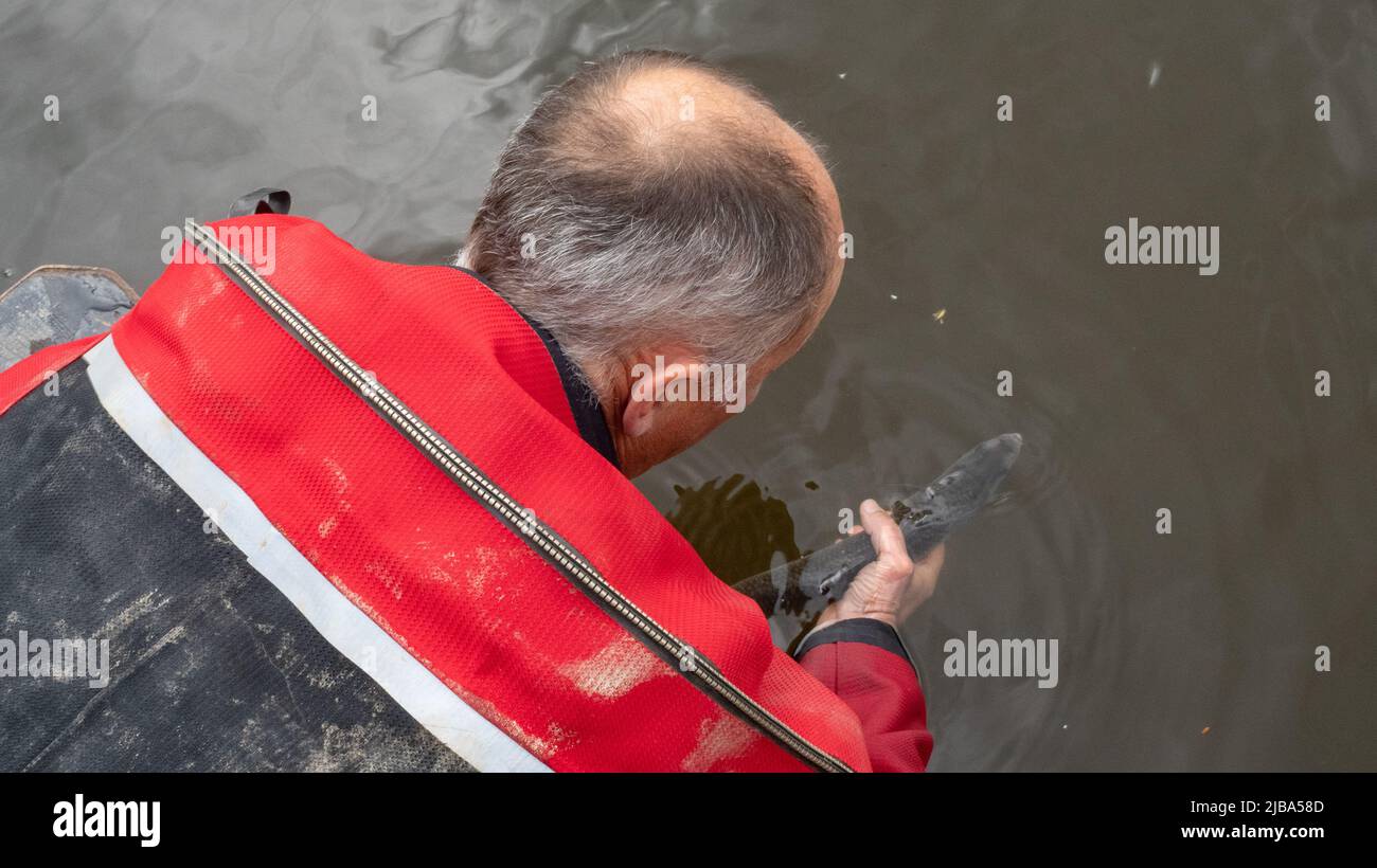 twaite shad on the river severn being released Stock Photo Alamy