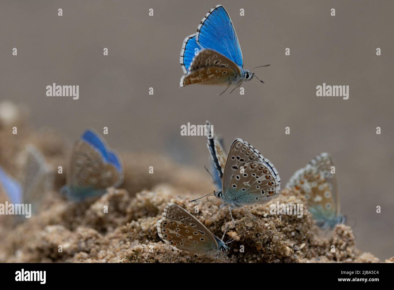 Group of chalkhill blue butterflies drinking the water on the sand