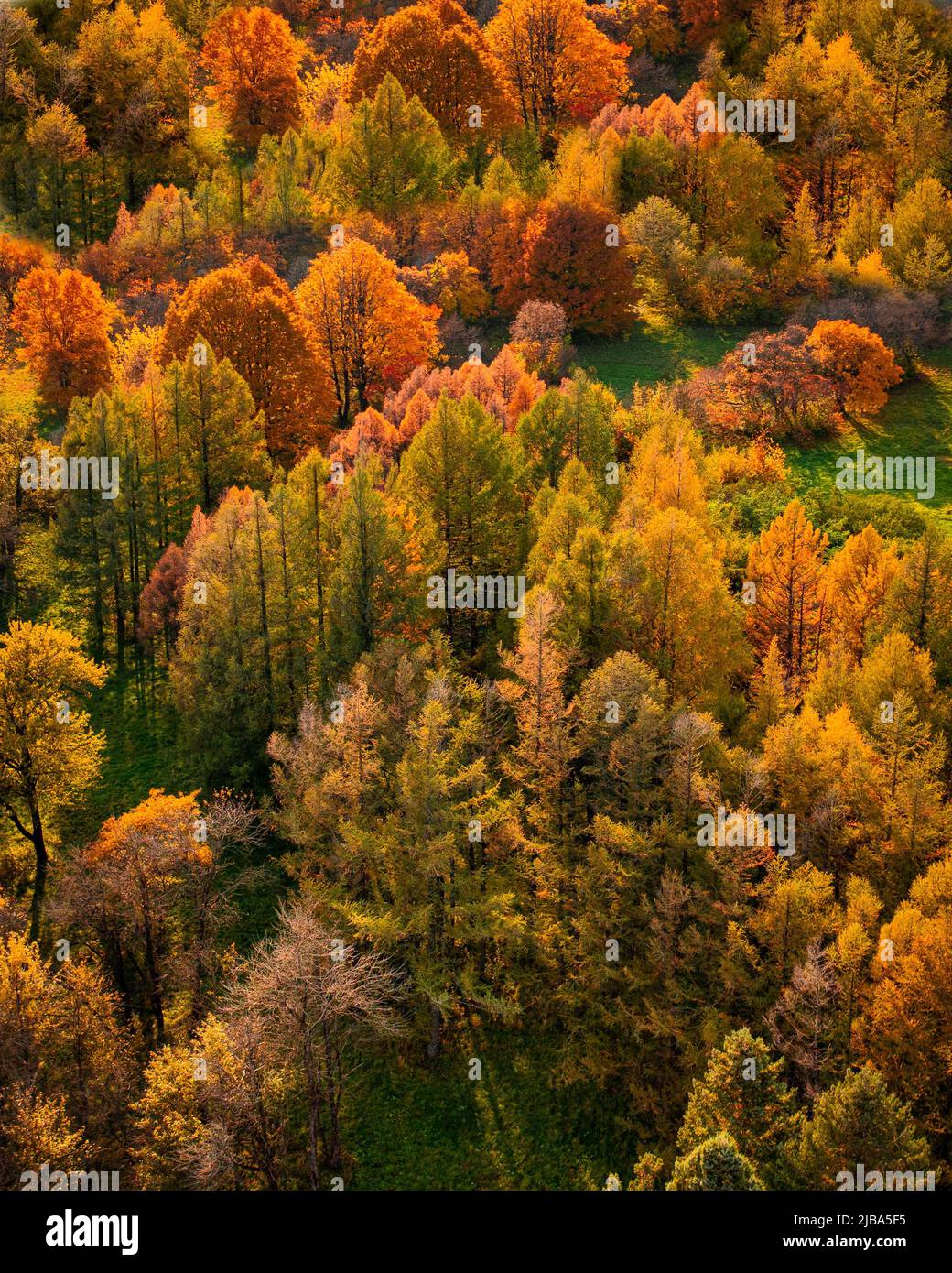 Green forest drone view tree hi-res stock photography and images - Alamy