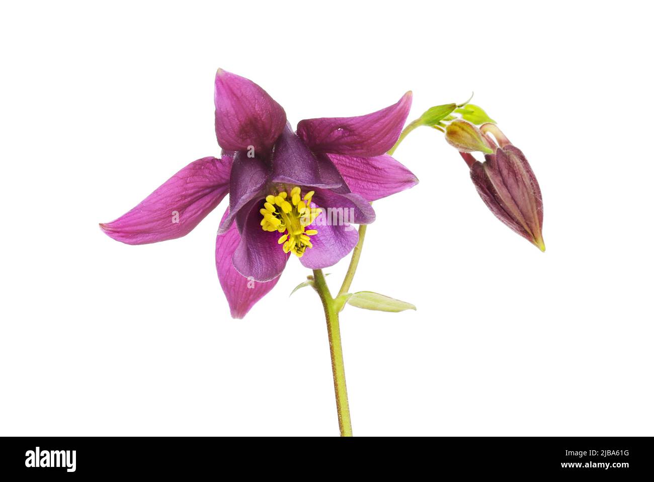 Aquilegia flower and bud isolated against white Stock Photo