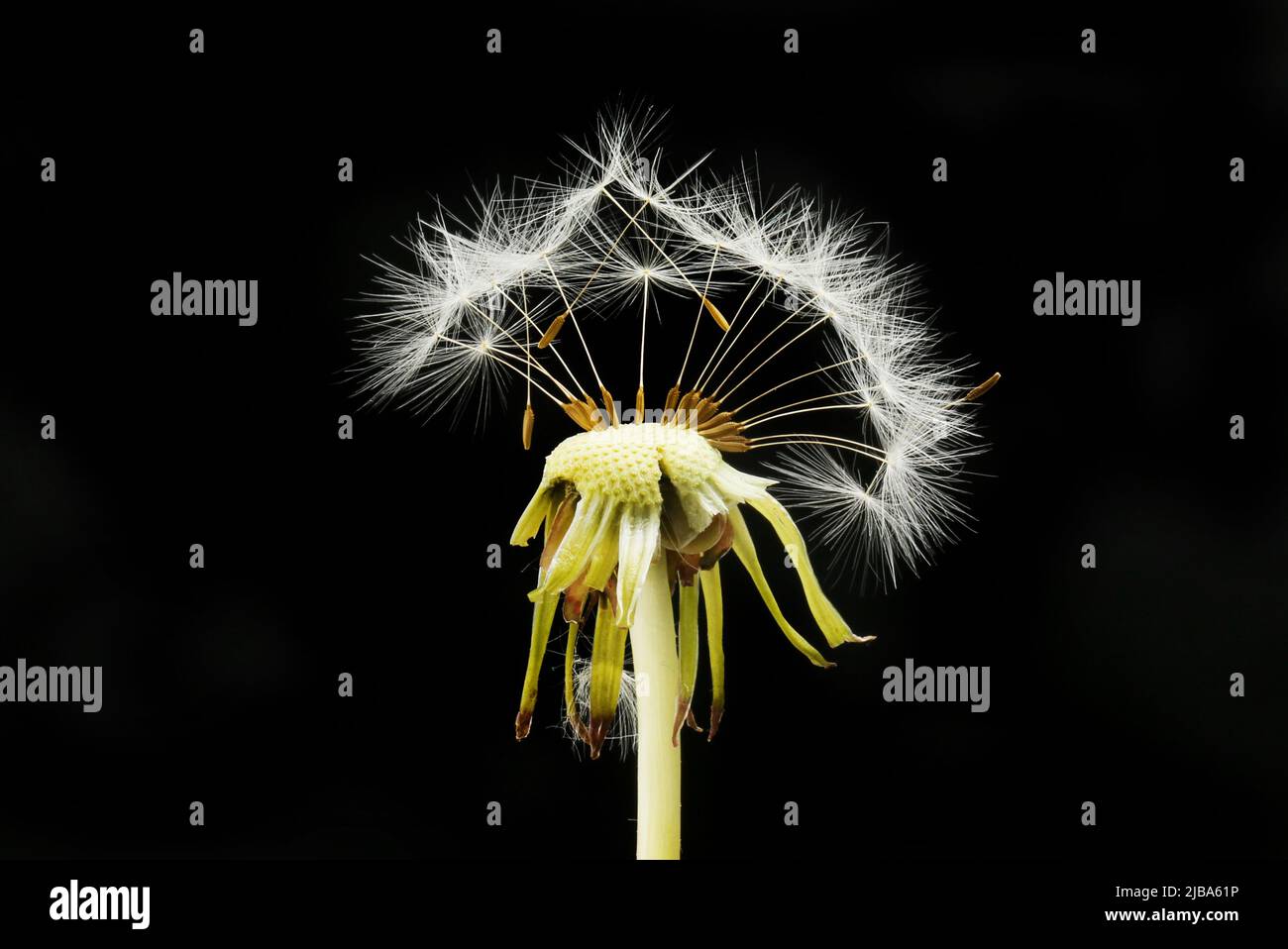 Dandelion seeds isolated against black Stock Photo