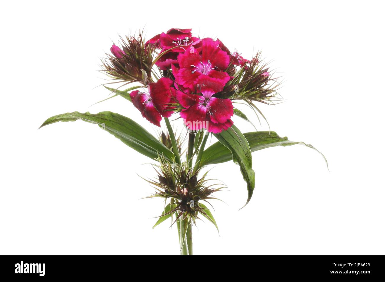 Sweet william flowers and foliage isolated against white Stock Photo